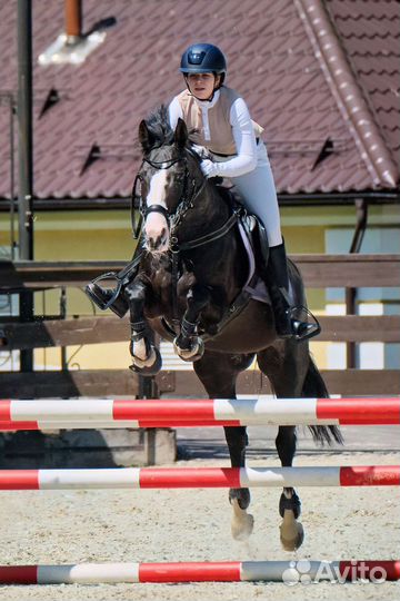 Аренда лошади конкур