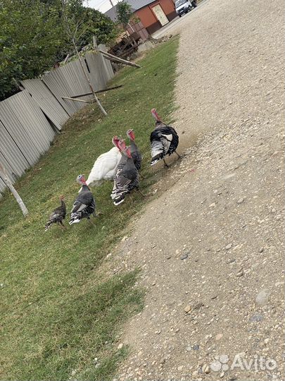 Индюки и индоутки