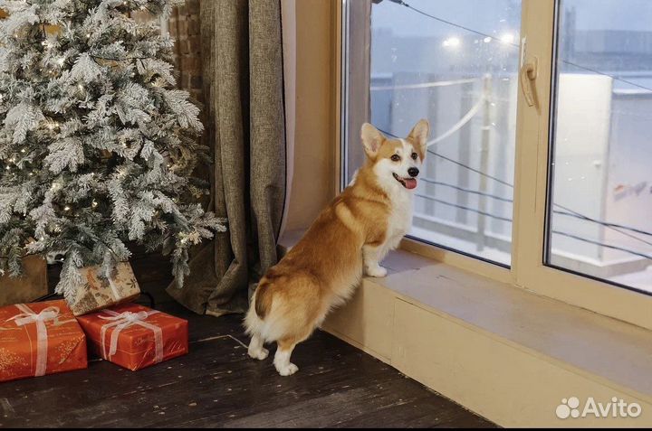 Вельш-корги пемброк вязка