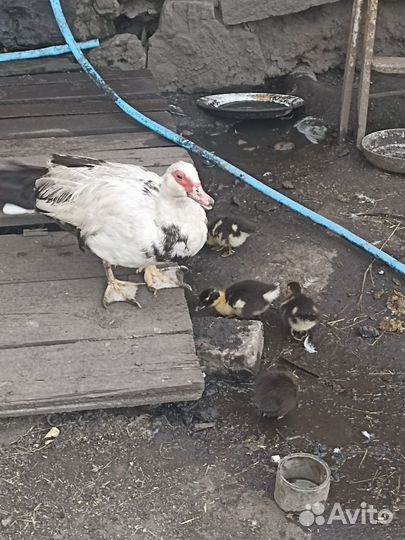 Утки с утятами