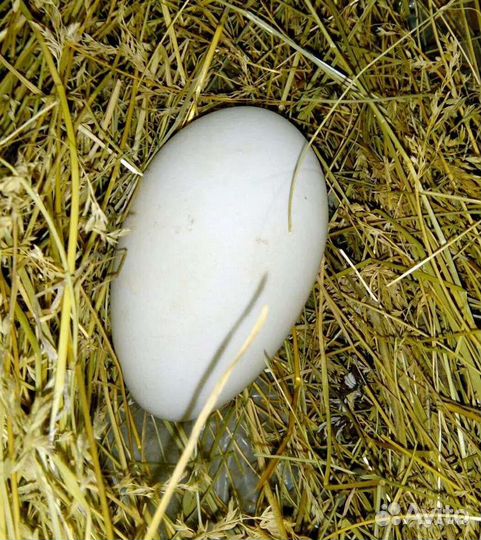 Инкубационное яйцо гуся линда