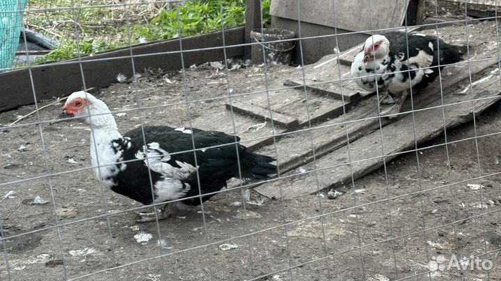 Селезень индоутки