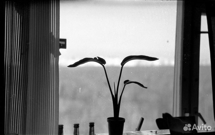 Фотопленка чернобелая чб 125iso