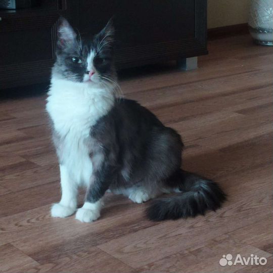 Кошка в дар бесплатно