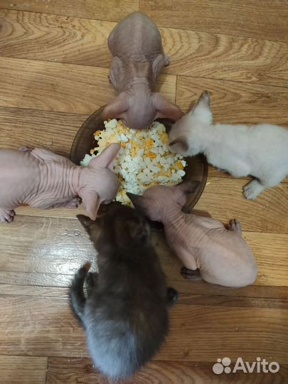 Котята сфинкса