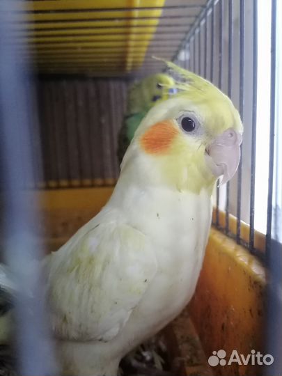 Попугай корелла