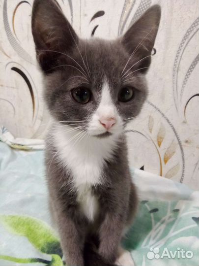 Кошечка в добрые руки