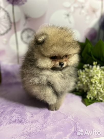 Померанский шпиц