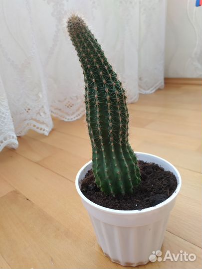 Кактус эхинопсис