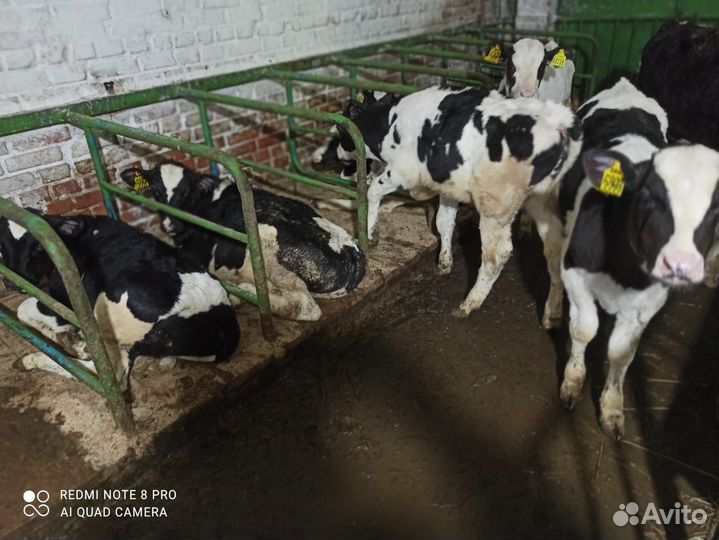 Телята бычки