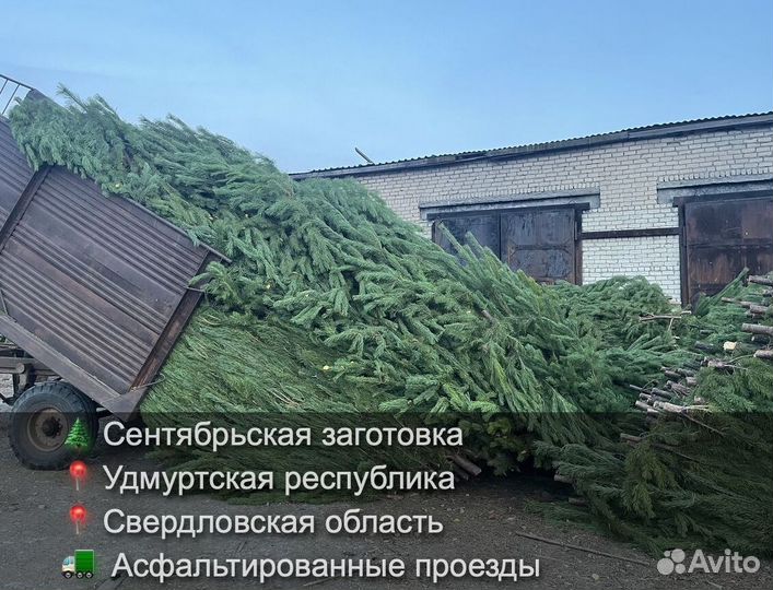 Сосна сентябрьская рождественская опт