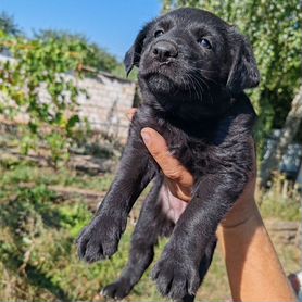 Овчарка в добрые руки