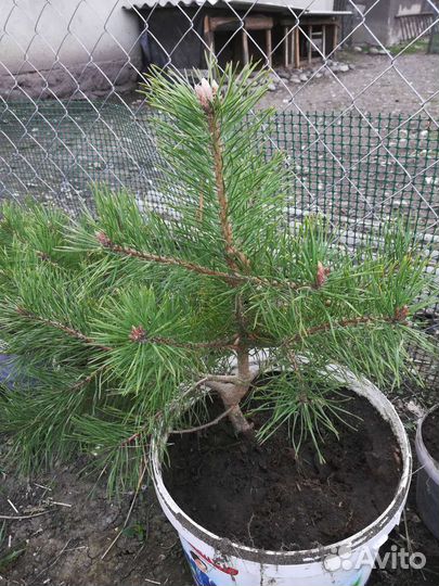 Горная сосна