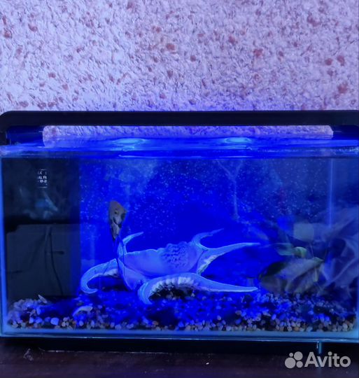 Аквариум