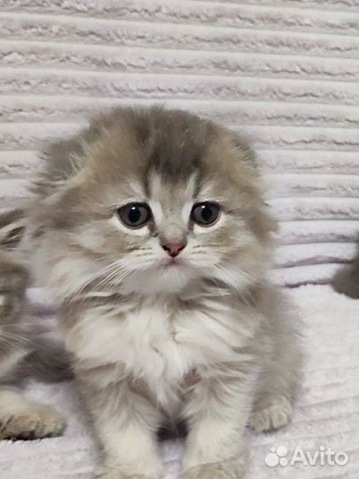 Вислоухие котята