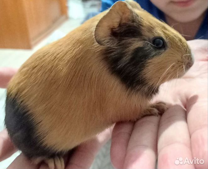 Морские свинки