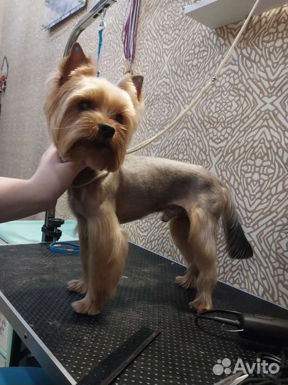 Груминг, стрижка собак,экспресс линька