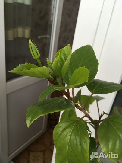 Китайская роза