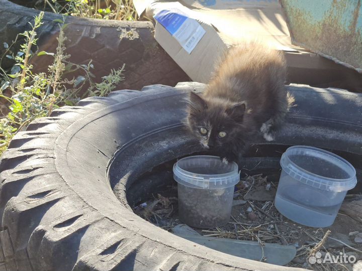 Кошка с котёнком