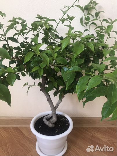 Бугенвиллея