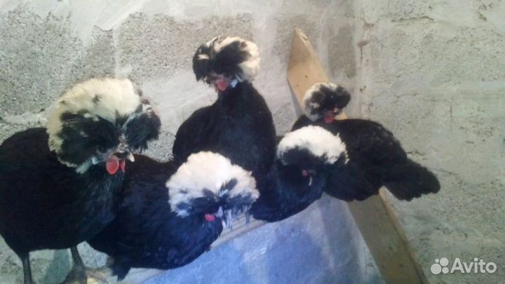 Цыплята падуан, барневельдер