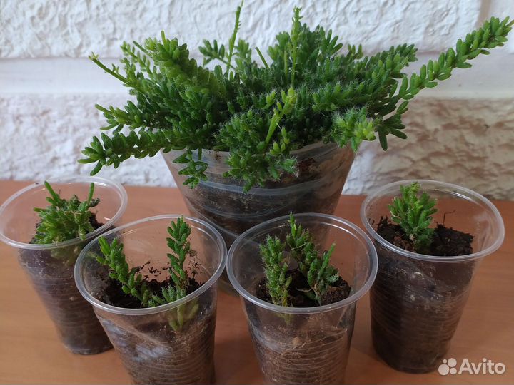 Редкие суккуленты