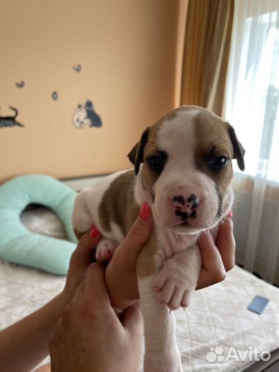 Щенки амстаффа