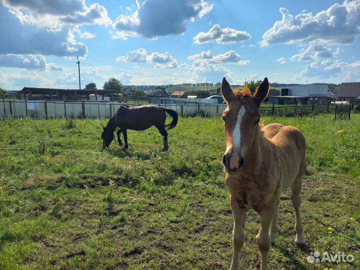 Продам обученную лошадь вместе с жеребенком