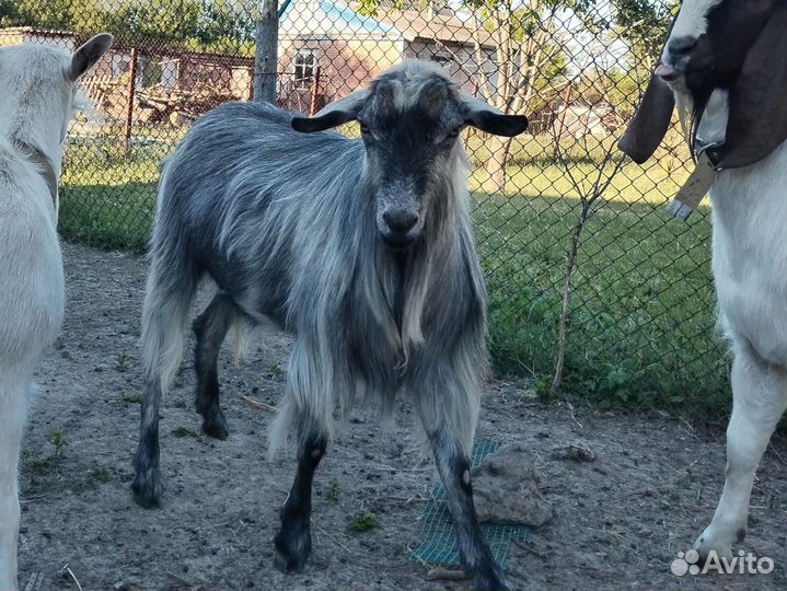 Продаются козы