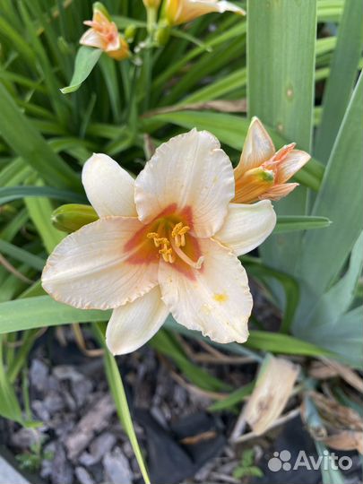 Лилейники сортовые