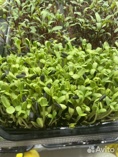 Микрозелень