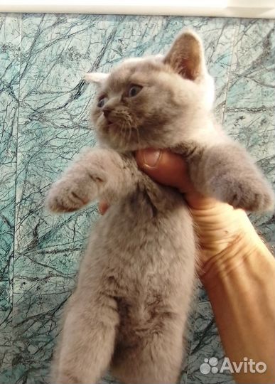 Вислоухие котята