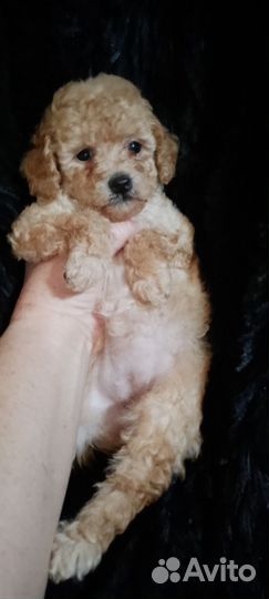 Той-пудель девчули