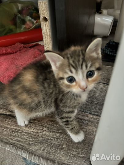 Котята отдам бесплатно