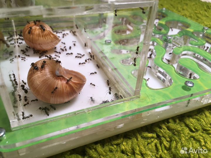 Муравьиная ферма