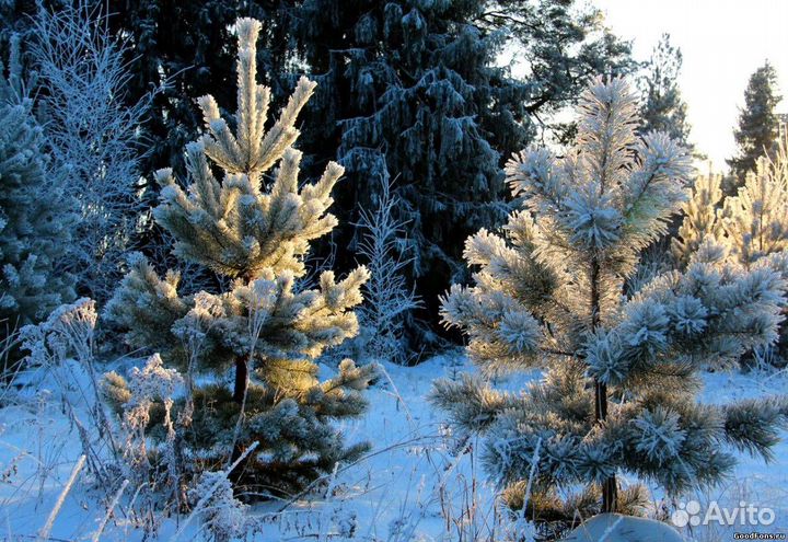 Живые ёлки новогодние