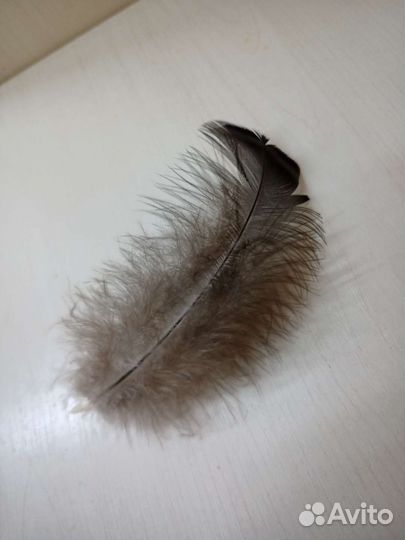 Индюшиные перья