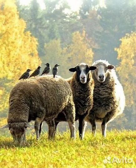 Продаются Бараны, разных пород