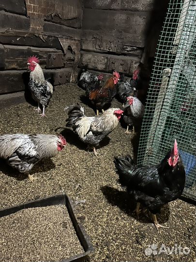Молодые петухи