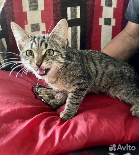 Котёнок мальчишка в добрые руки