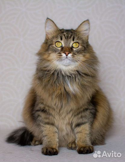 Мурочка пушистая ласковая киса с янтарными глазами