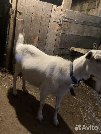 Козы и козлята