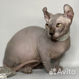 голая кошка сфинкс цена: Кыргызстан ᐈ Коты ▷ объявлений ➤ altaifish.ru