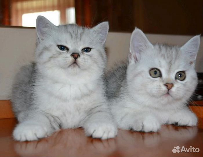 Серебристая, пятнистая, вискас кошечка