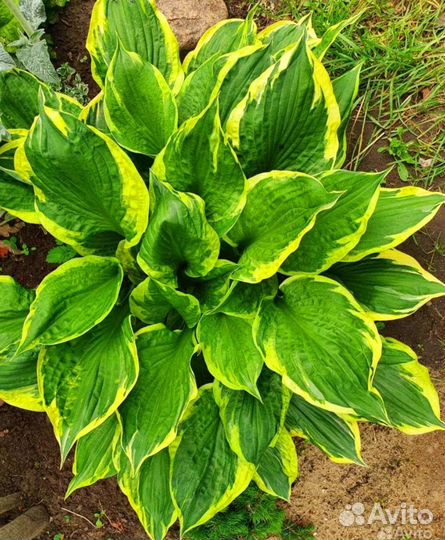 Хоста растение