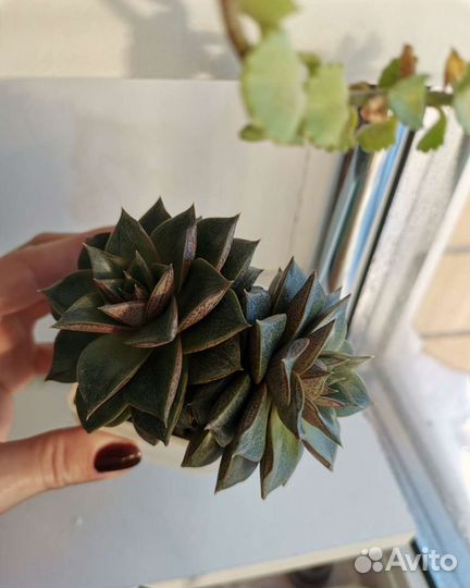 Суккуленты