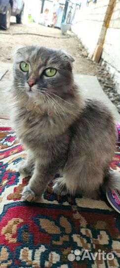 Красивая вислоухая кошка