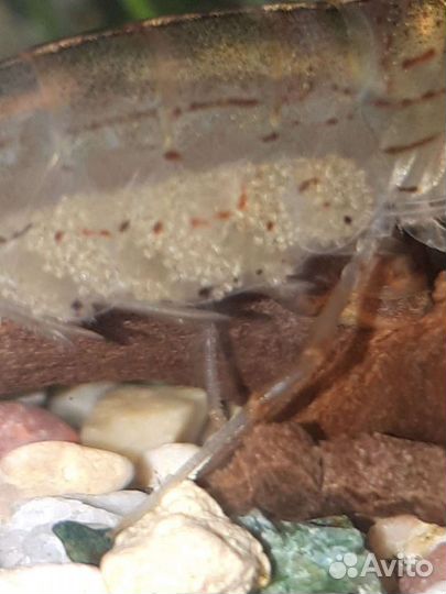 Креветка Амано - Теодоксус Астраханикус