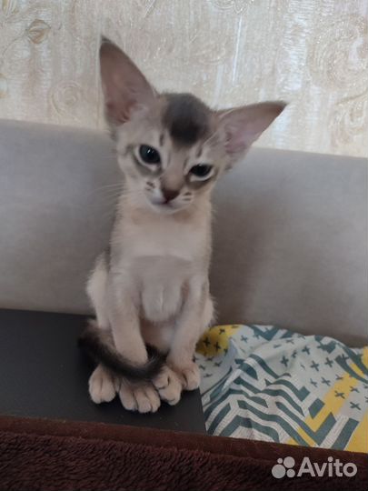 Абиссинская кошка