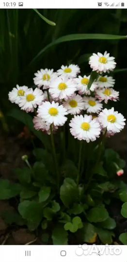 Маргаритки